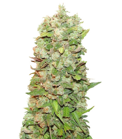 Mexican Airlines auto fem (FastBuds) семена конопли
