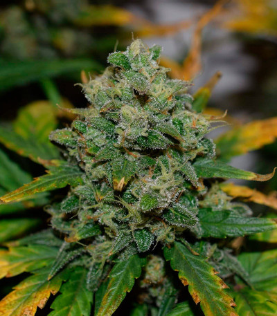 Mexican Airlines auto fem (FastBuds) семена конопли — изображение 6
