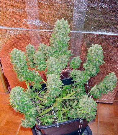 Mexican Airlines auto fem (FastBuds) семена конопли — изображение 7
