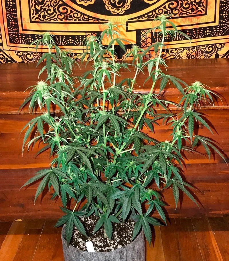 Семена сорта OG Kush Auto fem (Dr. Krippling Seeds) — изображение 2