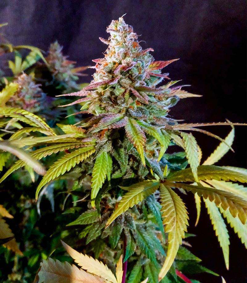 Original Clon fem (Blimburn Seeds) семена конопли — изображение 3