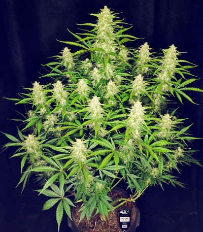 Papaya Cookies Auto fem (FastBuds) семена конопли — изображение 6