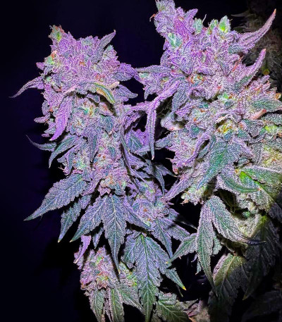 Papaya Sherbet fem (FastBuds) семена конопли — изображение 3