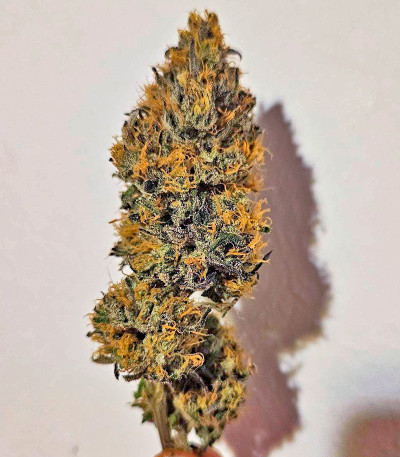 Papaya Sherbet fem (FastBuds) семена конопли — изображение 4