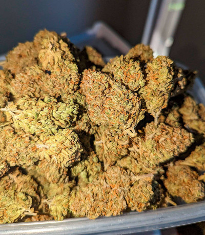 Pound Cake Auto fem (FastBuds) семена конопли — изображение 4