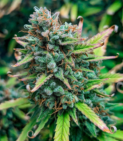 Pound Cake Auto fem (FastBuds) семена конопли — изображение 5