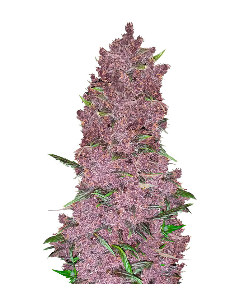 Purple Lemonade Auto fem (FastBuds)