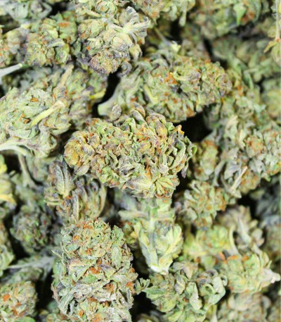 Roze Runtz fem (AlphaFem Seeds) семена конопли — изображение 3
