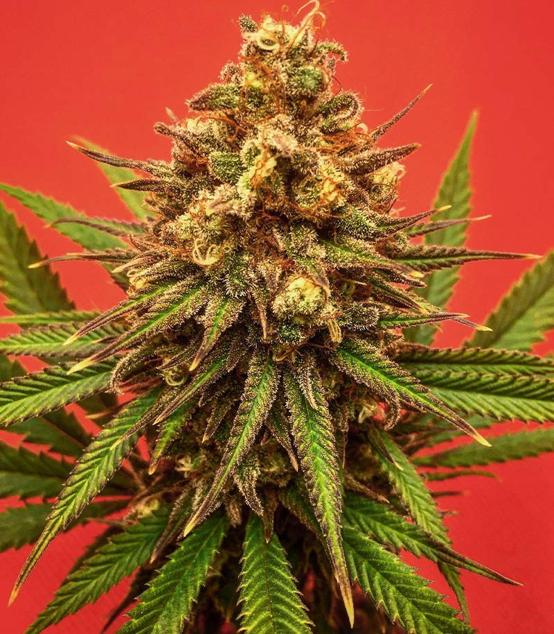 Семена сорта Sith OG fem (AlphaFem Seeds) — изображение 5