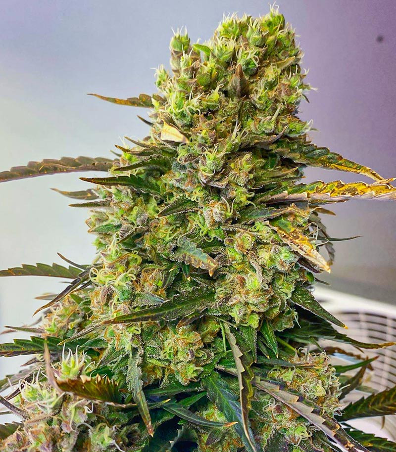 Семена сорта Sith OG fem (AlphaFem Seeds) — изображение 4