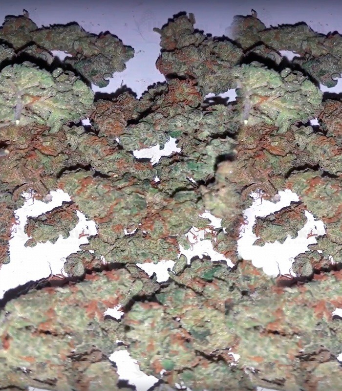 Семена сорта Spinning Buzz Kick auto fem (Dr. Krippling Seeds) — изображение 3