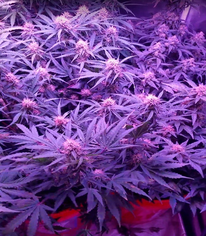 Семена сорта Spinning Buzz Kick auto fem (Dr. Krippling Seeds) — изображение 2