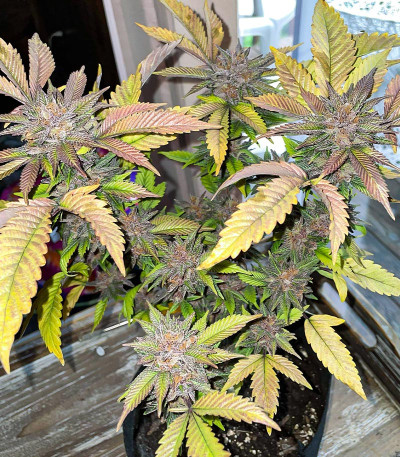 Still Bubba fem (AlphaFem Seeds) семена конопли — изображение 3