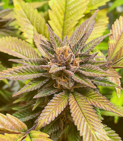 Still Bubba fem (AlphaFem Seeds) семена конопли — изображение 4
