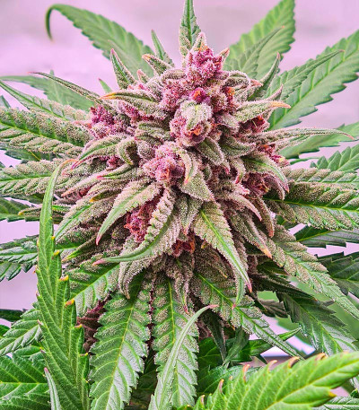 Still Bubba fem (AlphaFem Seeds) семена конопли — изображение 5