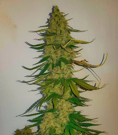 Totally Alpha OG Auto fem (AlphaFem Seeds) семена конопли — изображение 3