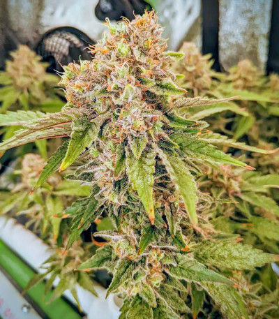 Totally Alpha OG fem (AlphaFem Seeds) семена конопли — изображение 3