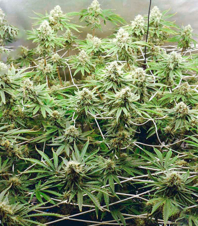 Wedding Cake fem (Cali Buds Seeds) семена конопли — изображение 4