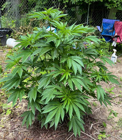 Future #1 fem (Blimburn Seeds) семена конопли — изображение 3