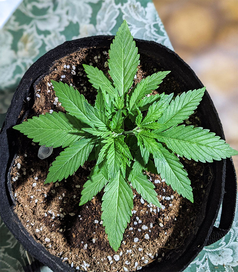 Gelato Auto fem (FastBuds) семена конопли — изображение 5