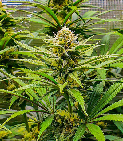 GG4 Sherbet FF fem (FastBuds) семена конопли — изображение 3