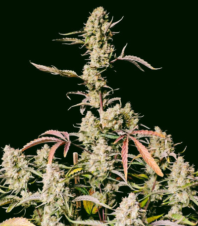 Gorilla Zkittlez Auto fem (FastBuds) семена конопли — изображение 5