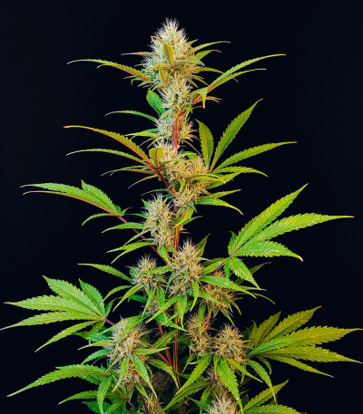 Guava Auto fem (FastBuds) семена конопли — изображение 3