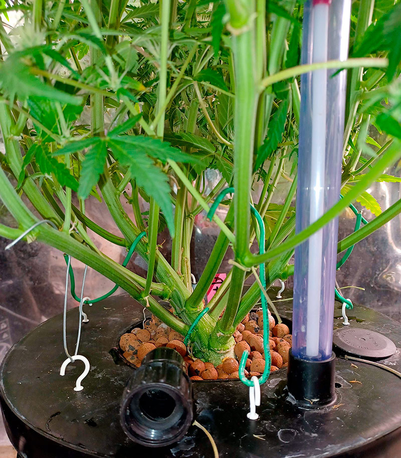 Guava Auto fem (FastBuds) семена конопли — изображение 4