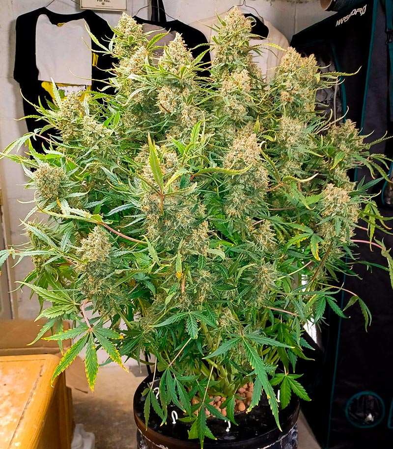 Guava Auto fem (FastBuds) семена конопли — изображение 5