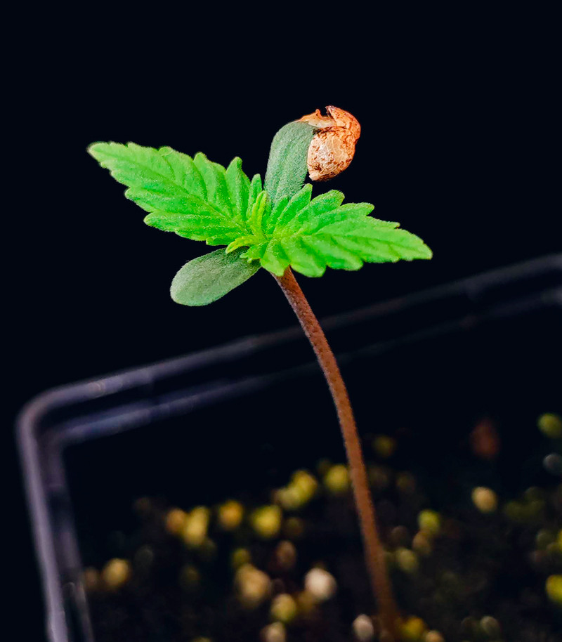 Guava Auto fem (FastBuds) семена конопли — изображение 6