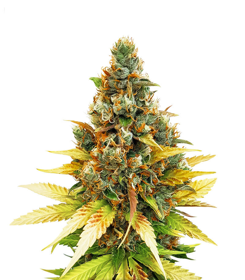 Семена сорта Gelato fem (Cali Buds Seeds)