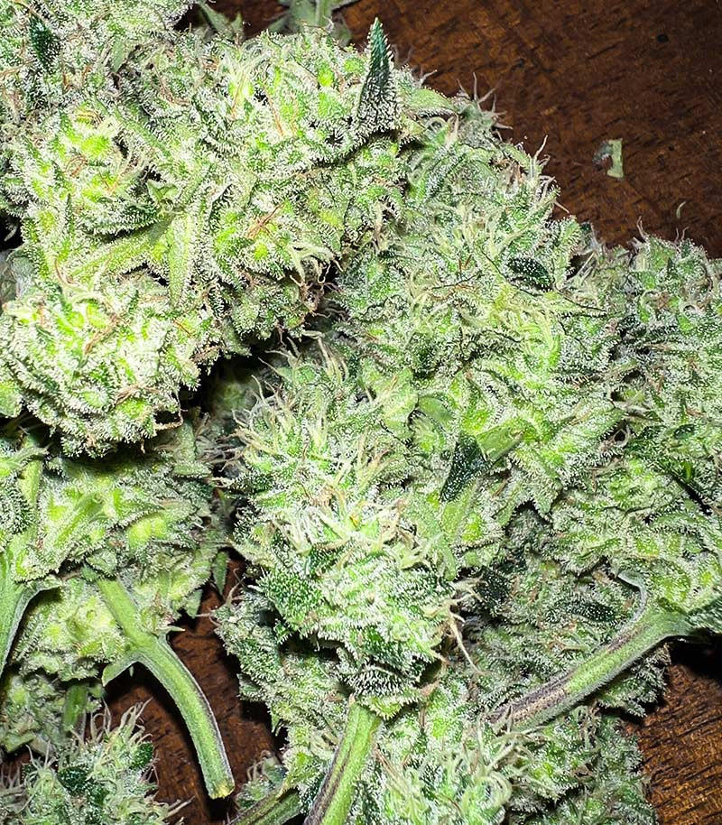 Tropicana Cookies Auto fem (FastBuds) семена конопли — изображение 3