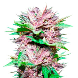 Auto Dark Purple fem (Delicious Seeds) семена конопли