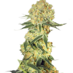 Auto Wappa fem (Paradise Seeds) семена конопли