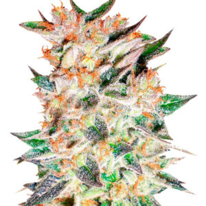 Delicious Candy Auto fem (Delicious Seeds) семена конопли