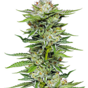 Durban Poison Auto fem (Humboldt Seed Company) семена конопли
