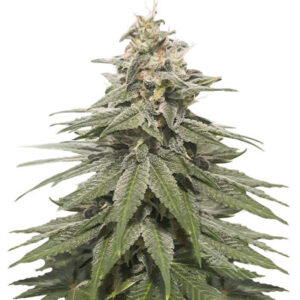 Eleven Roses Early Version fem (Delicious Seeds) семена конопли
