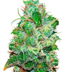 Fruity Chronic Juice fem (Delicious Seeds) семена конопли