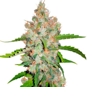 GG-48 fem (Nirvana Seeds) семена конопли