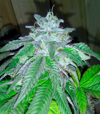 Golosa Early Version fem (Delicious Seeds) семена конопли — изображение 4