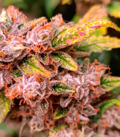 Jelly Donutz Auto fem (Humboldt Seed Company) семена конопли — изображение 4