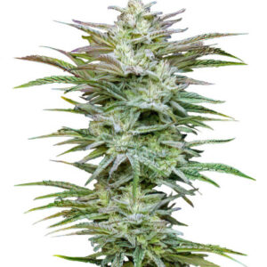 Jelly Donutz Auto fem (Humboldt Seed Company) семена конопли