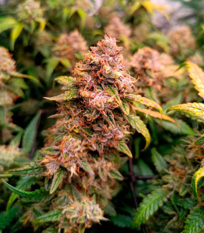 Jelly Donutz Auto fem (Humboldt Seed Company) семена конопли — изображение 5