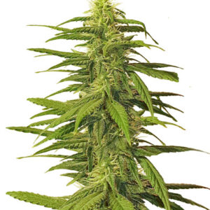K-2 fem (Nirvana Seeds) семена конопли