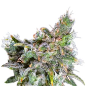Magic Bud fem (Paradise Seeds) семена конопли