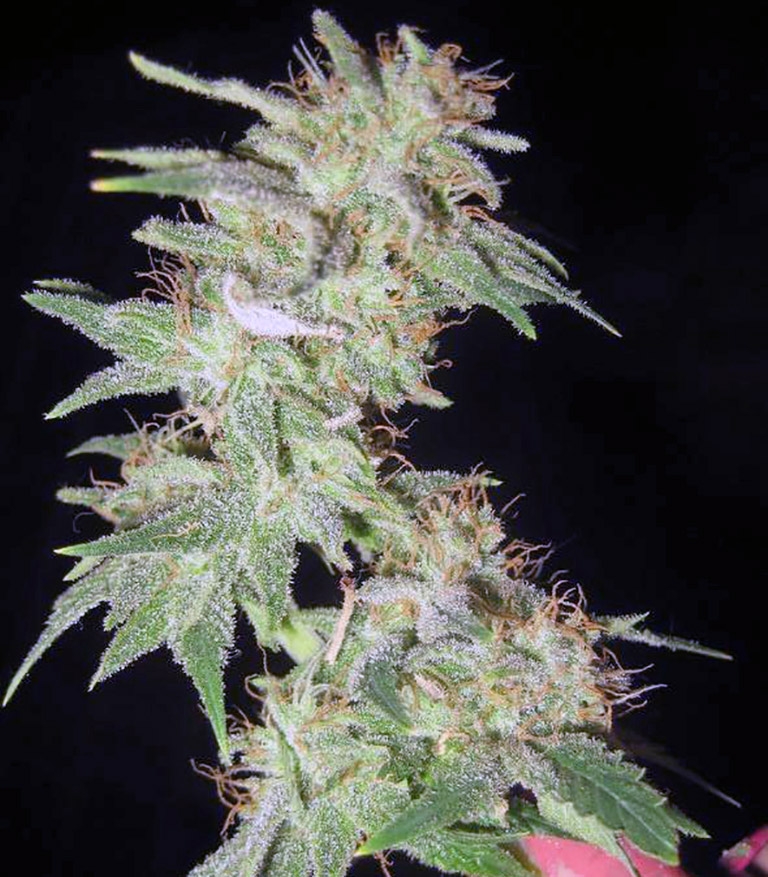 Magic Bud fem (Paradise Seeds) семена конопли — изображение 3