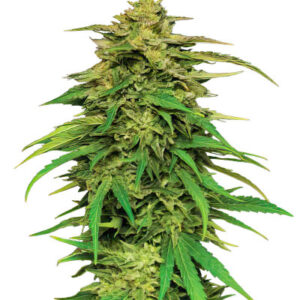 Mango Sherbert Auto fem (Humboldt Seed Company) семена конопли