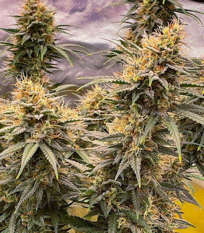 Mint Jelly Auto fem (Humboldt Seed Company) семена конопли — изображение 4