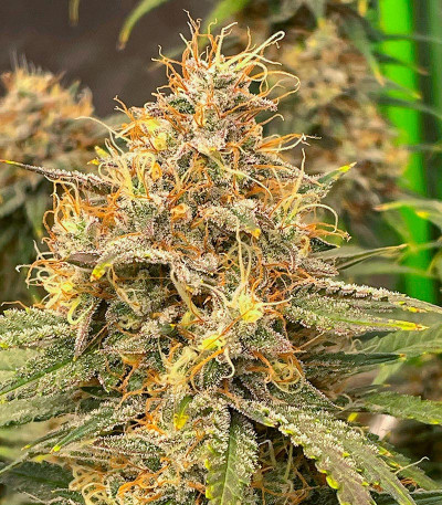Mint Jelly Auto fem (Humboldt Seed Company) семена конопли — изображение 6