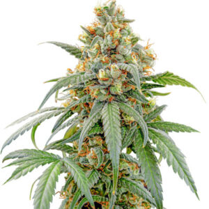 Papaya Zoap F1 Fast Version fem (Sweet Seeds) семена конопли